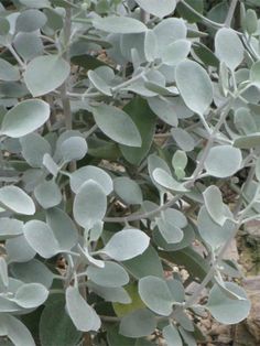 a plant with green leaves in the middle of it's stems, and some rocks on the ground behind it