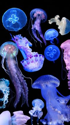 many jellyfish are floating in the dark water, and one is looking at something