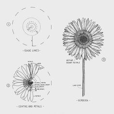 three different types of flowers are shown in black and white, including one large sunflower