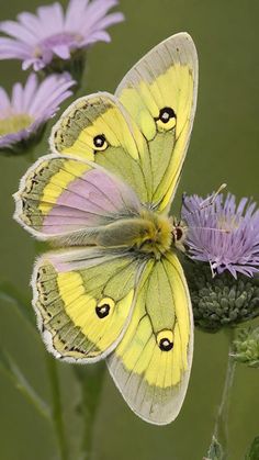 two yellow butterflies sitting on top of purple flowers