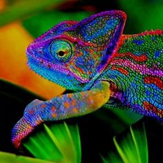 a colorful chamelon sitting on top of a green plant