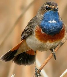 a blue and brown bird sitting on top of a tree branch next to dry grass