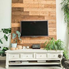 a flat screen tv mounted on a wooden wall next to potted plants and a cat