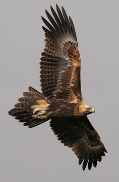 a large bird flying through the air with it's wings spread