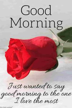 a red rose sitting on top of a white surface with the words good morning written below it