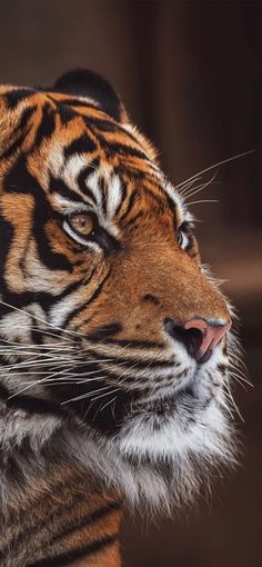 a close up of a tiger's face looking off into the distance