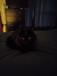 a black cat sitting on top of a bed next to a night stand and dresser