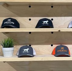 several hats are displayed on wooden shelves with plants in the middle one is black, white and orange