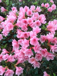 pink flowers are blooming in the garden