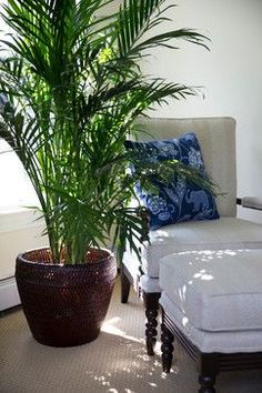 a large potted plant sitting next to a white couch