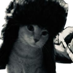 a black and white photo of a cat with a hat on it's head