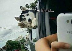 a dog sticking its head out the window of a car while holding a cell phone