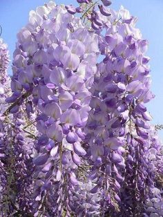 purple flowers are blooming on the tree