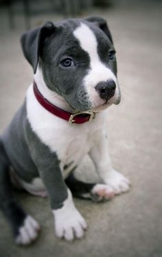 a black and white dog with a red collar sitting on the ground looking at the camera