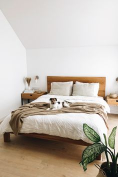 a dog laying on top of a bed next to a plant in a room with white walls