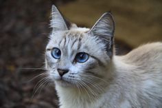 a close up of a cat with blue eyes