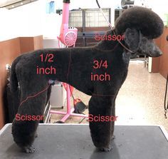 a black poodle standing on top of a table next to a pink bike with measurements