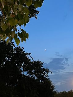 the moon is seen through some trees in the evening sky, with only one cloud visible