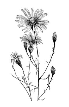 Vintage Flower Tattoo, Tattoo Flowers, Illustration Tattoo, Aster Flower, Flowers Illustration, Flowers Photography Wallpaper, Diy Tattoo, Vintage Drawing, Trendy Flowers