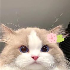 a close up of a cat with flowers on it's head and blue eyes