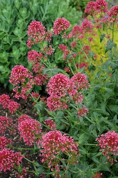 some pink flowers are growing in the garden