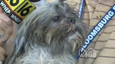 a close up of a dog being groomed at a pet store with a person holding it