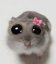 a small gray hamster with a pink bow on it's head and eyes