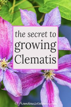 Clematis Vine Care: Planting, Growing and Pruning Tips | Climbing Plants and Vines Pruning Clematis, Climbing Plants Fence, Dyi Garden, Growing Clematis, Perennial Flowering Vines, Clematis Care, Herb Kitchen, Clematis Varieties, Climbing Clematis