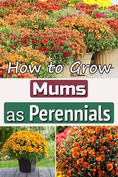 how to grow mums as perennials