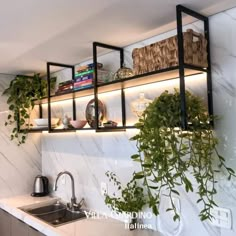 the shelves above the kitchen sink are filled with plants