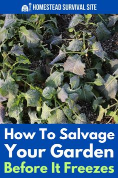 Don't let an early freeze ruin your garden harvest. Learn how to harvest and use immature vegetables in delicious recipes. Pickled Green Tomatoes, Pickled Green Beans, How To Cook Greens, Vegetable Harvest, Garden Harvest, Harvest Season