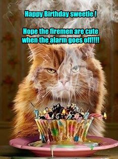 Cat Birthday Card, Happy Birthday Meme, Happy Birthday Funny, Funny Happy Birthday, Birthday Meme, Happy B Day, Cat Birthday, Happy Birthday Quotes, Birthday Pictures