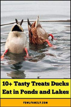 10+ Tasty Treats Ducks Eat in Ponds and Lakes Guinea Fowl, Nutritious Diet, Food Source, Aquatic Plants, Water Feature