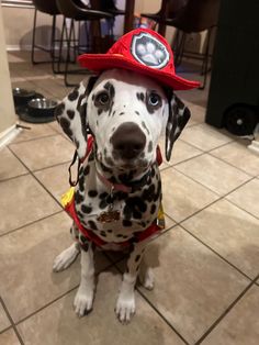 a dalmatian dog wearing a fireman's hat sitting on the floor