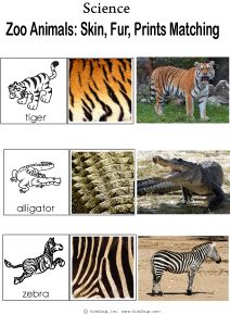 the zoo animals, zebras, and giraffes are shown in this worksheet