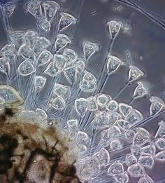 the inside of a plant with lots of water on it