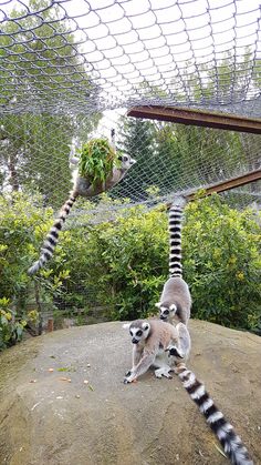 two ring - tailed lemurs in an enclosure with trees and bushes behind them