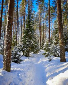 Beautiful Winter Pictures, Winter Landscape Photography, Beautiful Winter Scenes, Mountain Landscape Photography, Winter Outdoors, Walk In The Woods