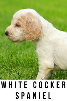 White Cocker Spaniel dogs have a crisp, pure white coat of fur. They have long, drooping ears, and a white face and paws. An all white Cocker Spaniel is rare, but Cocker Spaniels can be white with a second color in their coats. White Cocker Spaniel, Cocker Spaniel Breeds, Puppy Socialization, Spaniel Breeds, American Cocker Spaniel, Cocker Spaniel Puppies, Cocker Spaniel Dog, English Cocker Spaniel