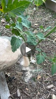 a bird is sitting on the ground next to a plant with green leaves growing out of it