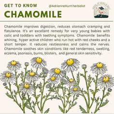 an advertisement for chamomile with daisies in the foreground and text that reads, get to know