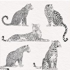 four leopards are shown in black and white, with one sitting on the ground