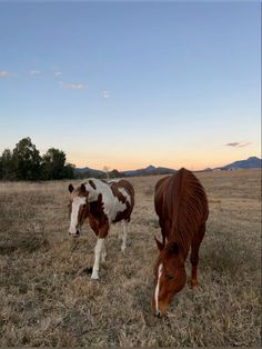 two brown and white horses grazing on dry grass