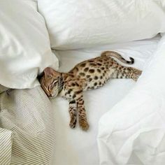 a cat laying on top of a white bed next to pillows