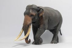 an elephant with long tusks standing on a white surface