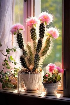 a potted cactus sitting on top of a window sill next to a plant