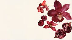 red flowers and berries are arranged on a white background with space for text or image