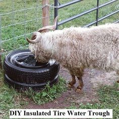 a goat drinking water from a tire in its pen