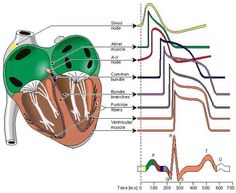 diagram of the human heart and its major functions, including ventrical drainages