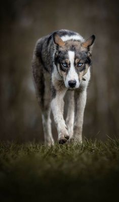 a gray and white dog with blue eyes walking in the grass